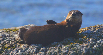 Slumping river otter. Photo by Alex Shapiro.